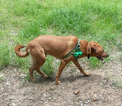 Adopta al mestizo Khal en Caracas