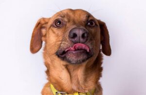 Adopta al mestizo Khal en Caracas