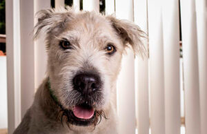 Adopta a Beethoven mestizo de Shar Pei en Caracas