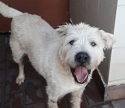 Adopta a Beethoven mestizo de Shar Pei en Caracas