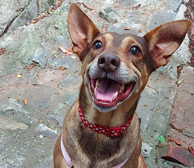 Adopta a Canela mestiza en Caracas