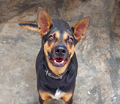 Adopta Chiquito, el mestizo en Caracas