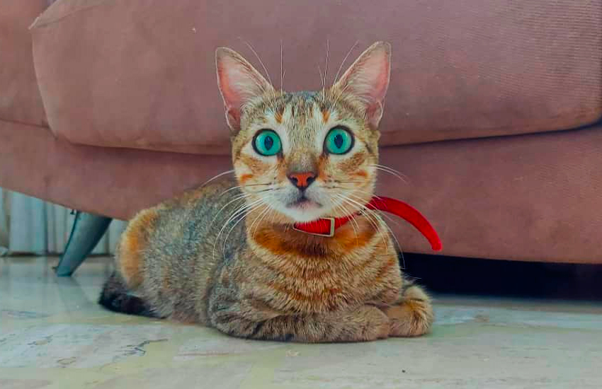 Adopta a la gata Milkyway en Caracas