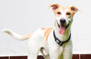 Adopta a Pedro mestizo en Caracas