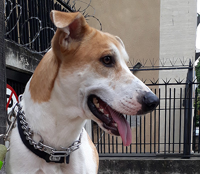 Adopta a Pedro mestizo en Caracas