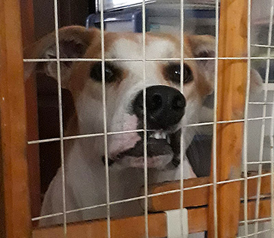 Adopta a Pedro mestizo en Caracas