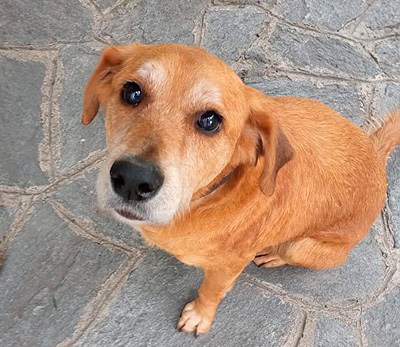 Adopta a la mestiza Stella Milanesa en Caracas