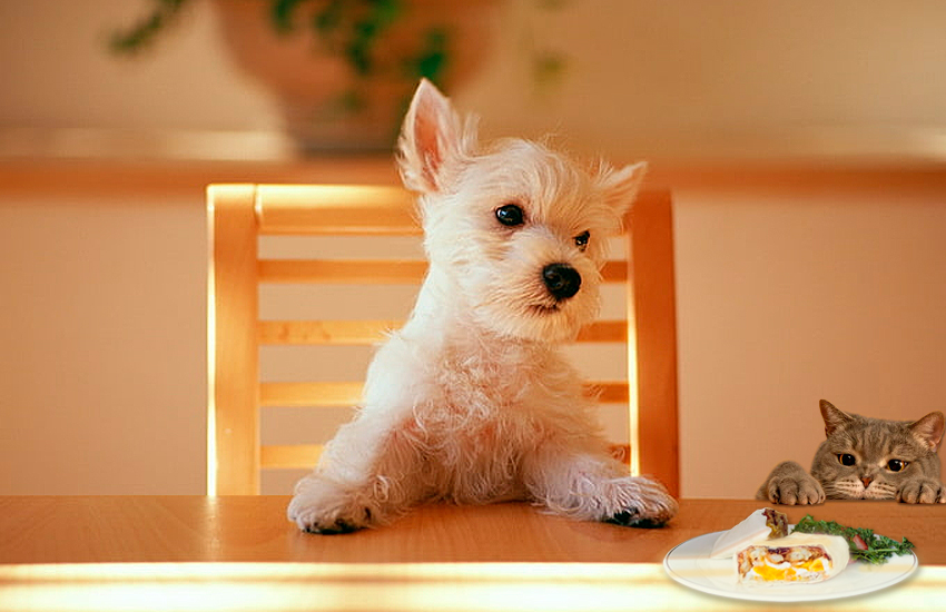 Alimentos peligrosos para nuestras mascotas dangerous foods