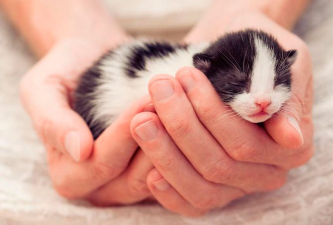 Cuidar un gato recién nacido sin su madre newborn cat