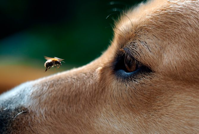 una abeja pica a tu perro if a bee stings your dog